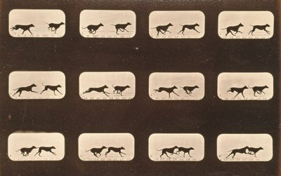Image sequence of running Greyhounds, 